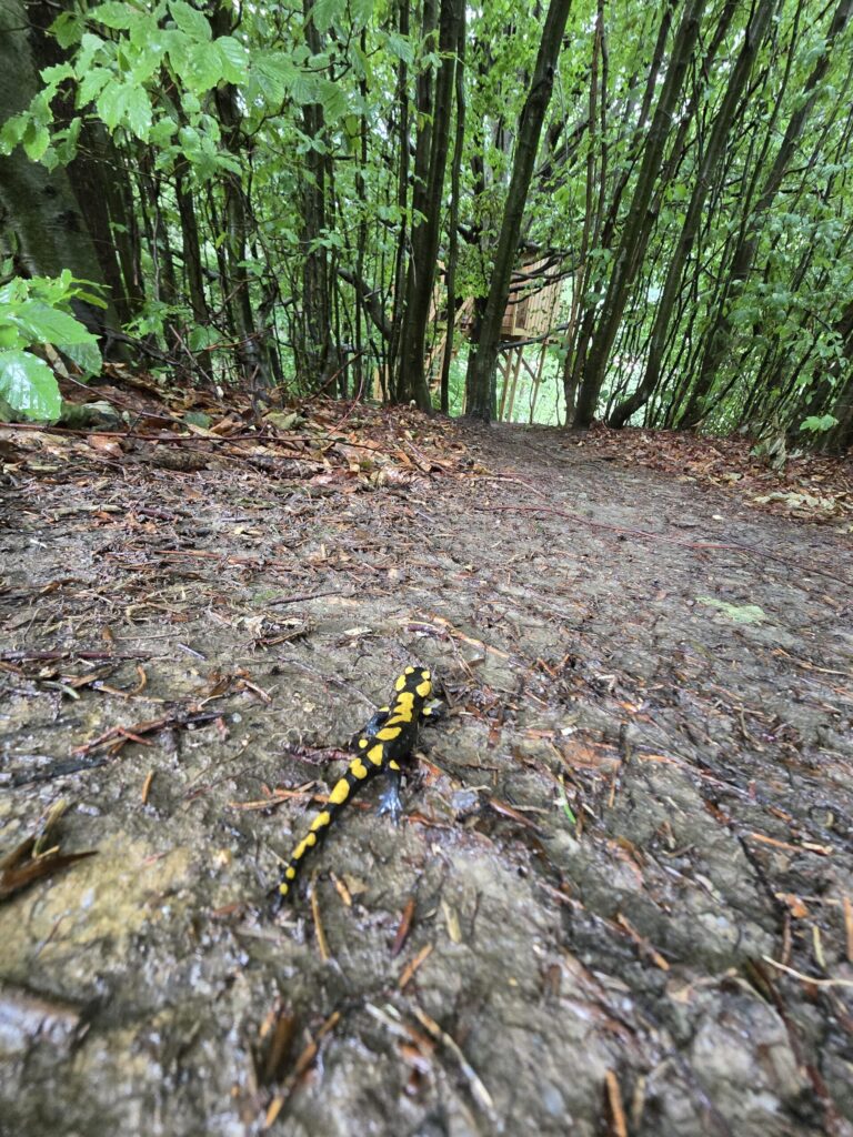 Salamandra