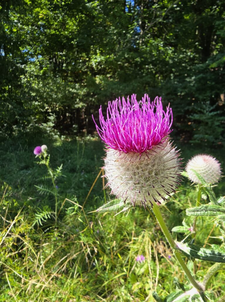 Stromodom DVA BUKY
